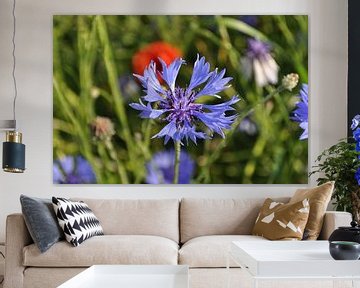 blauwe korenbloem, close-up van GH Foto & Artdesign