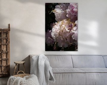 Zartrosa Blüten des Rhododendron 2
