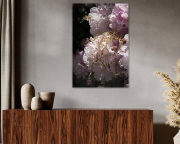 Pale pink flowers of rhododendron 2 by Heidemuellerin