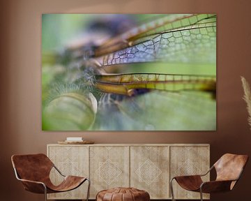 Colors of nature (Close-up of a dragonfly) by Birgitte Bergman