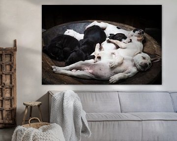 Puppies in een kom van Bart Hageman Photography