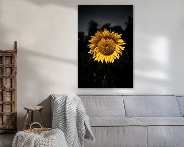 Gelbe Sonnenblume vor dunklem Hintergrund von Roel Timmermans
