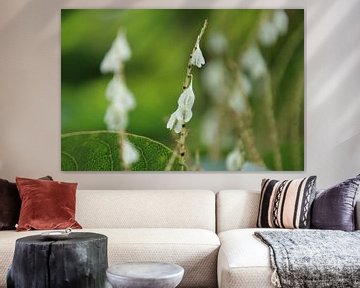 Wit hangend bloempje aan een steel van Eibert van de Glind