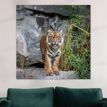 Portrait eines Tigers