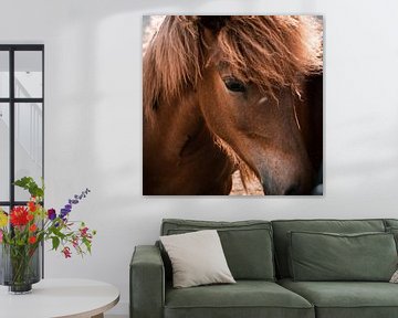 IJslandse pony in portret van swc07