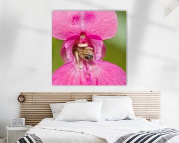 A bee inside a Impatiens glandulifera flower