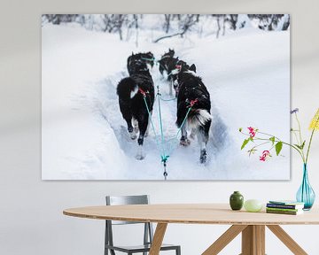 Honden trekken slee door diepe sneeuw