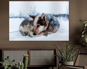 Eingerollter Husky im Schnee von Martijn Smeets