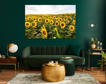 Sonnenblumenfeld von Markus Weber
