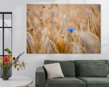 Cornflower in wheat field by Markus Weber