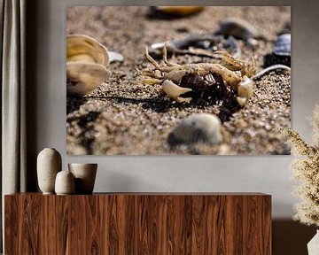 Crabe et coquillages sur la plage de Zudar sur GH Foto & Artdesign