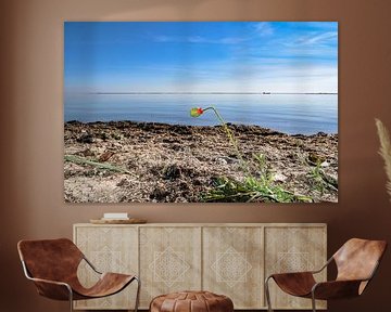 Poppy, Bud, Yellow Shore Beach, Zudar van GH Foto & Artdesign