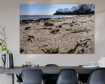 Muscheln und Seetang am Strand in Zudar