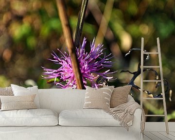 Lila Herstblume
