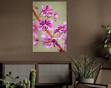 Pink flower van 28Art - Yorda