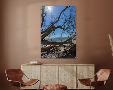 Sun rays, tree trunks on the chalk coast on the island of Rügen, by GH Foto & Artdesign