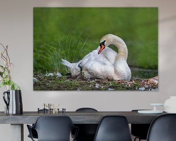 Weißer Schwan sitzt auf einer Insel und sonnt sich von Mario Plechaty Photography