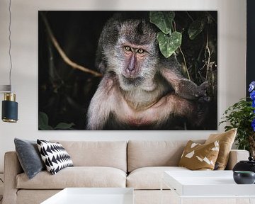 De staar van een balinese makaak van Bart Hageman Photography