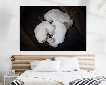 3 white puppies in a wooden bowl by Bart Hageman Photography