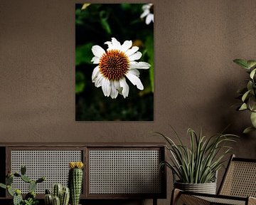 Blume