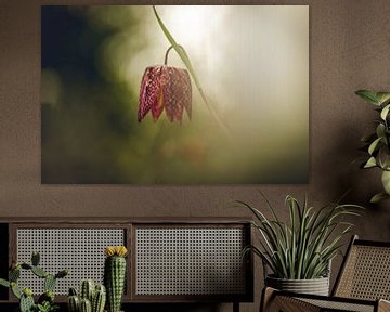 Fleur de vanneau dans une belle lumière sur KB Design & Photography (Karen Brouwer)