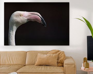 Flamingo Phoenicopteridae by Arjen Heijjer