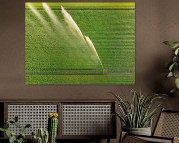 Kartoffeln auf einem Feld mit blühenden grünen Pflanzen bei Sonnenuntergang von Sjoerd van der Wal Fotografie