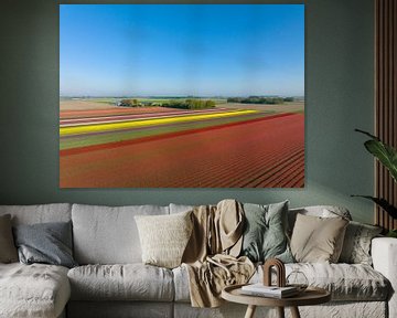 Tulips growing in agricultural fields seen from above by Sjoerd van der Wal Photography