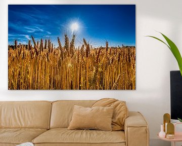 grain fields by Bas Barink