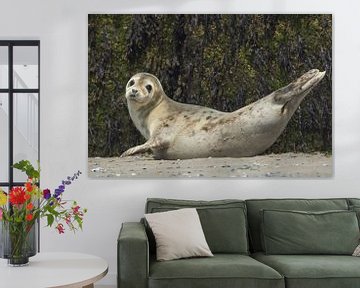 Look at me as a seal loan by Karin Riethoven
