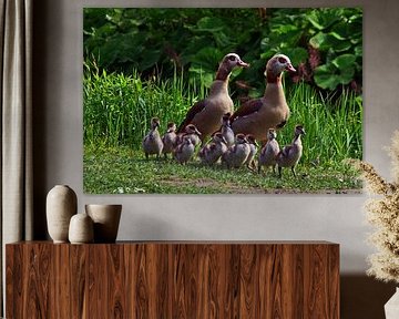 Nile Goose Family