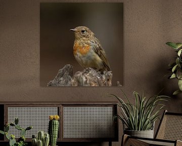 Young robin in the forest by Bianca Ansems