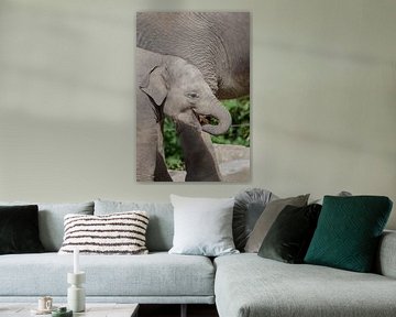 Etende baby olifant van Selwyn Smeets - SaSmeets Photography