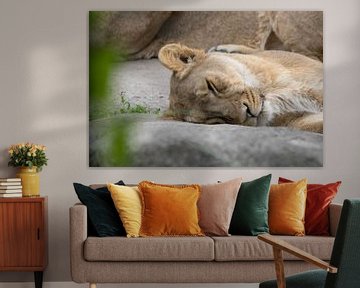 De leeuwen koning aan het dutten van Selwyn Smeets - SaSmeets Photography