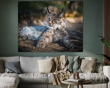 Lovely Lynx van Fabian Elsing