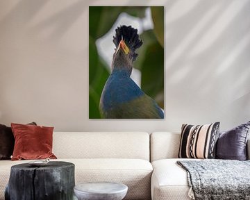 Great Blue Turaco