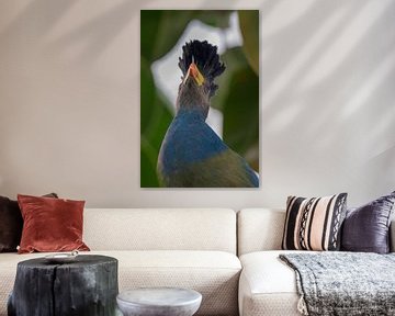 Grote Blauwe Turaco van Selwyn Smeets - SaSmeets Photography