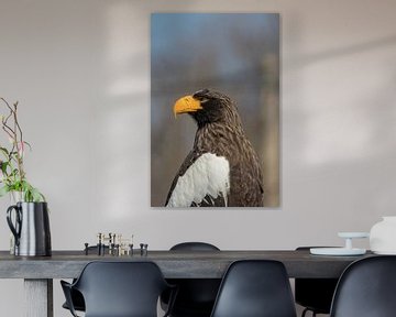 Ein Steller's Sea Eagle auf dem Ausguck #2 von Selwyn Smeets - SaSmeets Photography