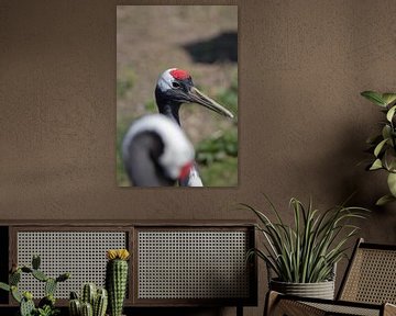 Een relaxte kraanvogel van Selwyn Smeets - SaSmeets Photography