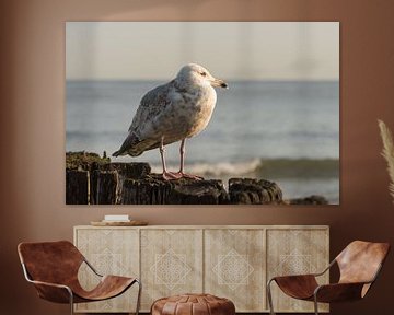 Zeemeeuw kijkt uit over het Zeeuwse strand van Cadzand van Marjolijn van den Berg