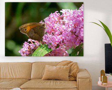 Schmetterling am Sommerflieder im Garten von Animaflora PicsStock