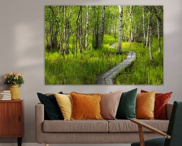 Path through the birch forest by Daniela Beyer