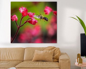 Makro einer fliegenden Biene an einer roten Heuchera Blume von ManfredFotos
