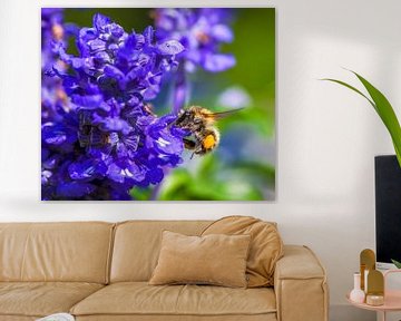 Markro van een vlooiende hommel op een blauwe saliebloem