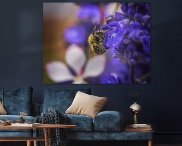 Markro van een vlooiende hommel op een blauwe saliebloem van ManfredFotos