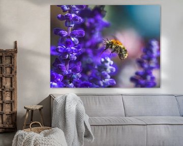 Markro van een vlooiende hommel op een blauwe saliebloem van ManfredFotos