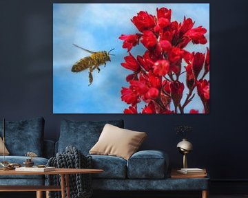 Macro van een vliegende bij op een rode Heuchera bloem van ManfredFotos