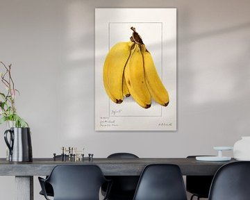 Bananen (Musa),Ellen Isham Schutt (1904)
