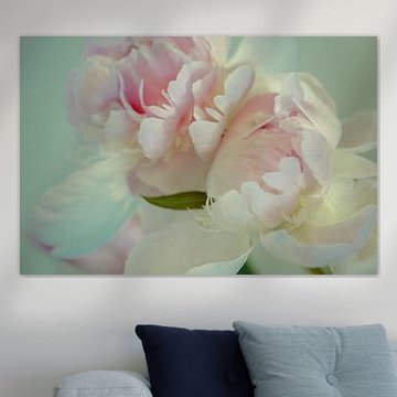 The Peony with its fragile petals and soft colors.