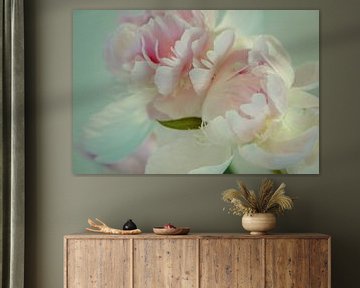 The Peony with its fragile petals and soft colors. by tim eshuis